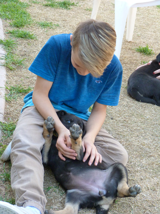 chinook dog